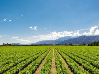 agriculture agriculture